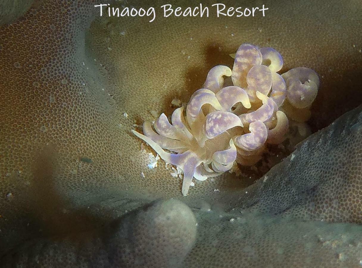 Tinaoog Beach Resort Alad 外观 照片